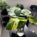 aerating-pothos-01