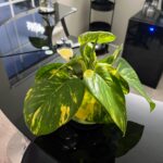 aerating-pothos-02