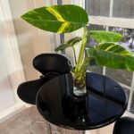 aerating-pothos-03